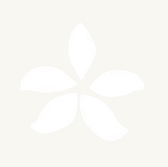 Q-Voe Orchid Stencil- 12 pack - Professional Salon Brands